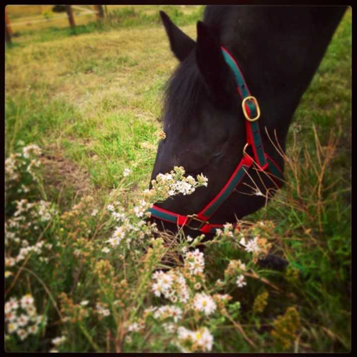 Equine Massage Program Rocky Mountain School of Animal Acupressure
