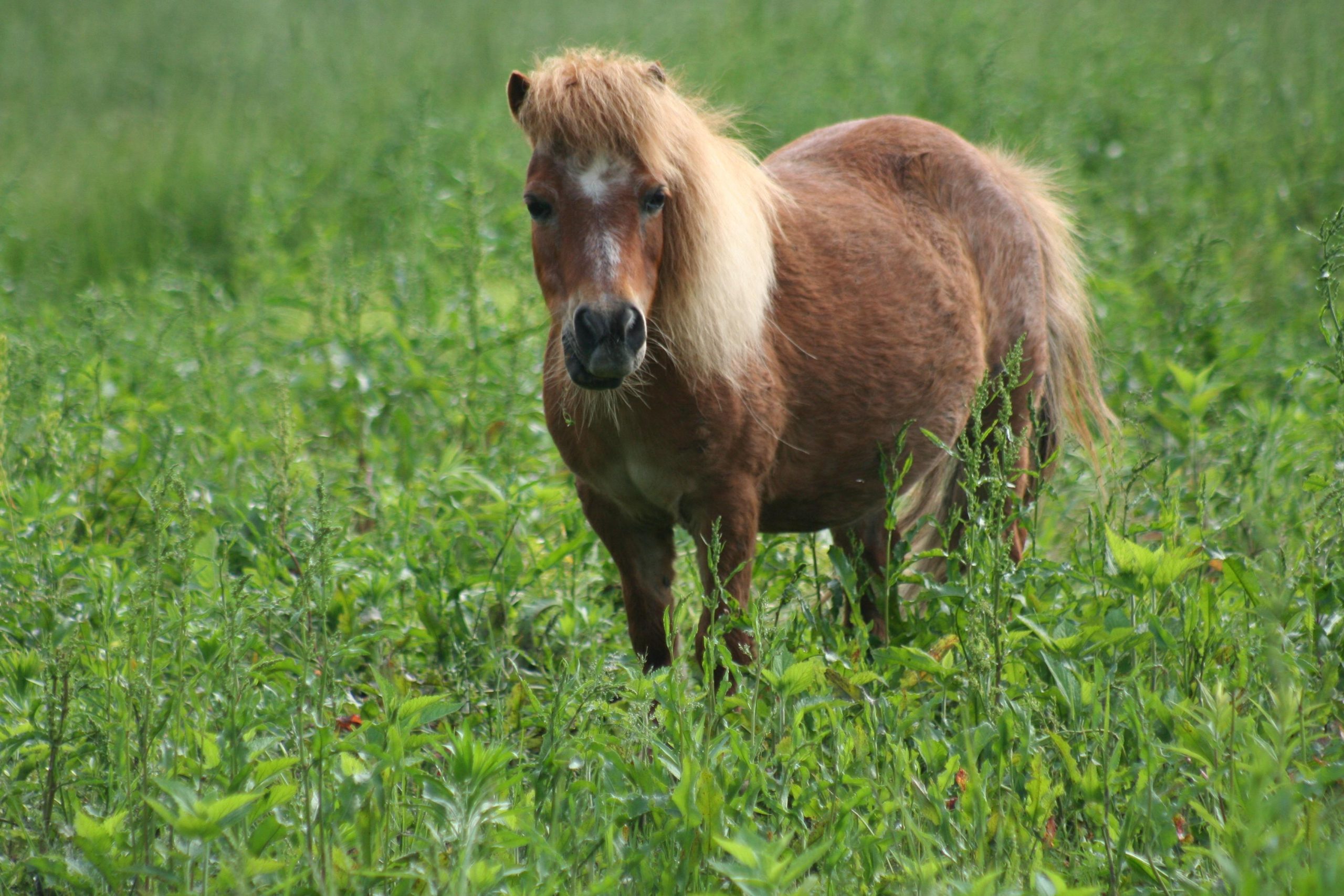 Порода лошадей Рокки Маунтин. Лошади породы делибоз. Equine. Порода лошадей Рокки Маунтин все р ней фото видео.