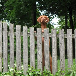 Small Animal Acupressure Program