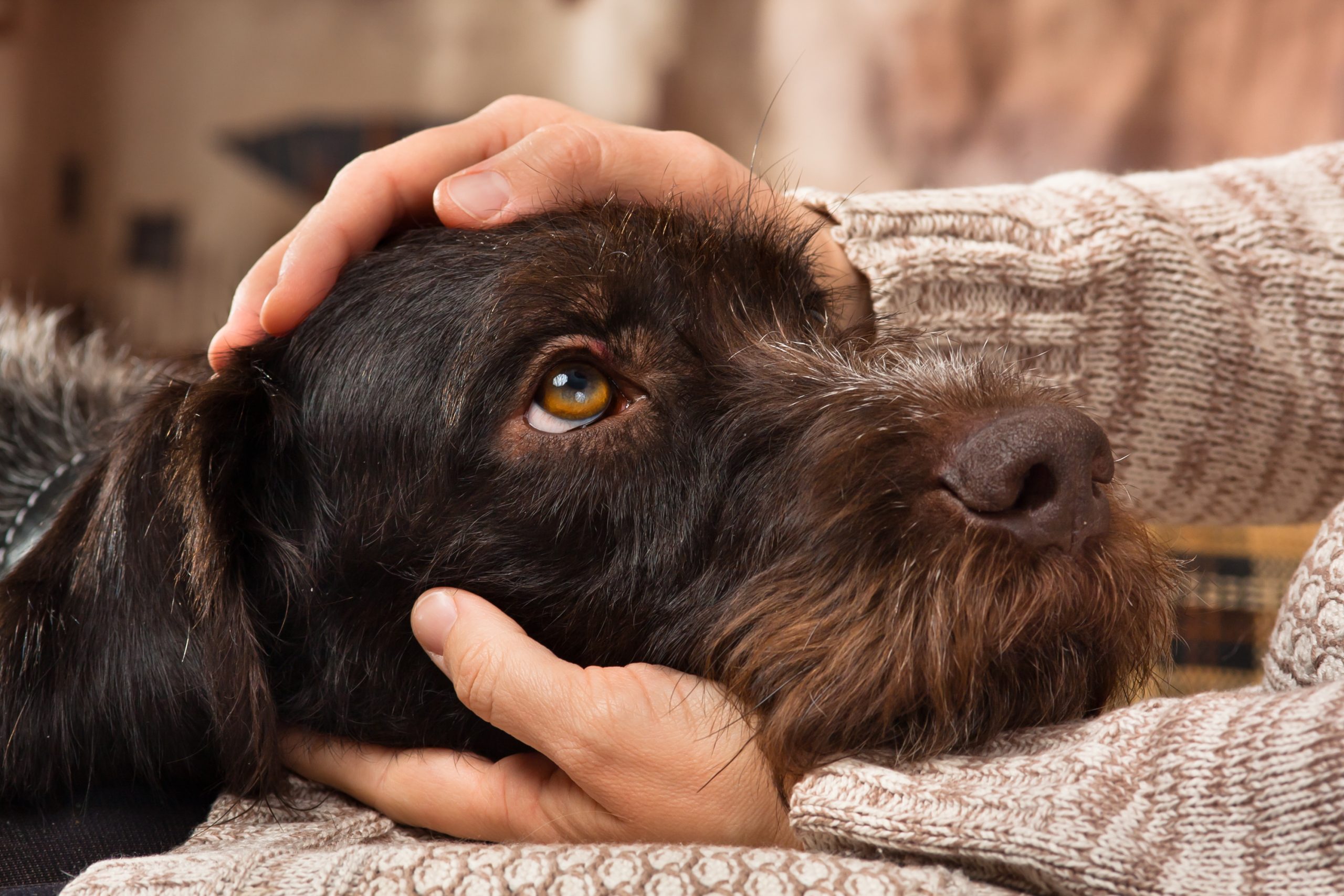 CANINE CONTINUING EDUCATION