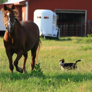 Large and Small Animal Acupressure Level 1 and 2