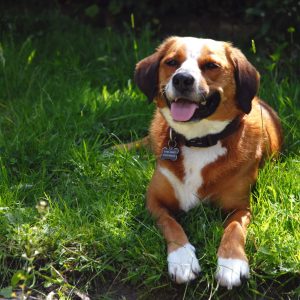 Small Animal Acupressure Levels 1 and 2