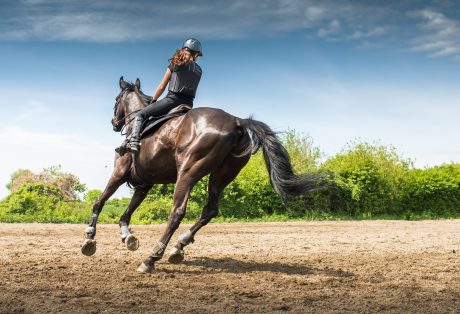 Equine Sports Massage – Rocky Mountain School of Animal Acupressure and ...