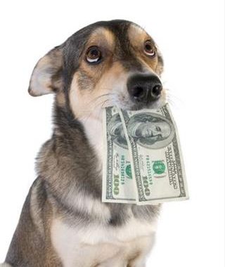 dog money