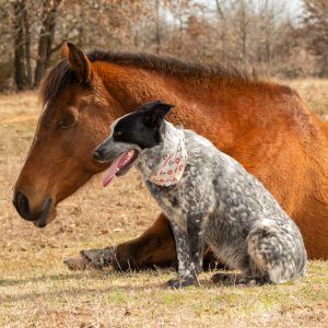 Market & Grow Your Business - Zoom