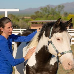 Equine Acupressure NWSAM