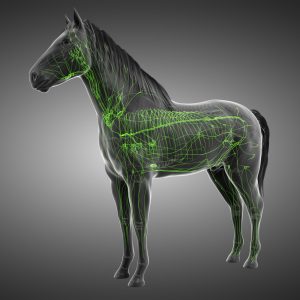 Equine Manual Lymphatic Drainage