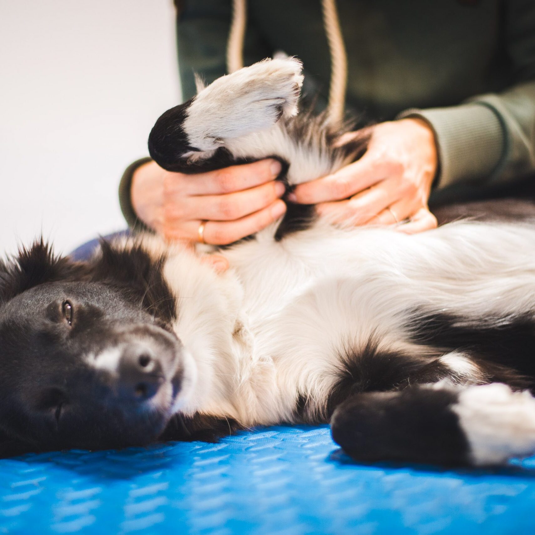 Border collie dog during a massage done by a pet physical therapist and during and exam